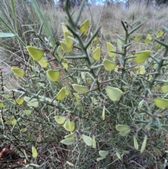 Daviesia genistifolia (Broom Bitter Pea) at Mulligans Flat - 17 Oct 2023 by SimoneC