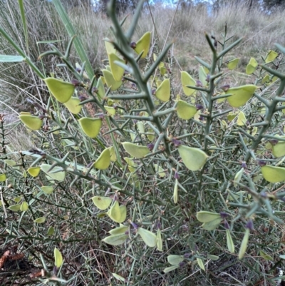 Daviesia genistifolia (Broom Bitter Pea) at Mulligans Flat - 17 Oct 2023 by SimoneC