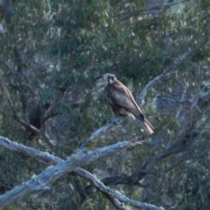 Falco berigora at Berrima, NSW - 17 Oct 2023 05:52 PM