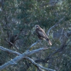 Falco berigora (Brown Falcon) at Berrima, NSW - 17 Oct 2023 by Aussiegall