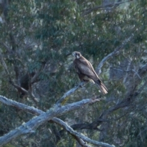 Falco berigora at Berrima, NSW - 17 Oct 2023