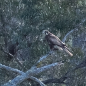 Falco berigora at Berrima, NSW - 17 Oct 2023