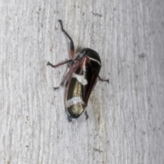 Eurymeloides bicincta (Gumtree hopper) at Chakola, NSW - 15 Oct 2023 by AlisonMilton