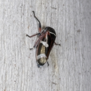 Eurymeloides bicincta at Chakola, NSW - 15 Oct 2023