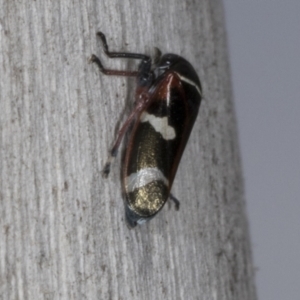 Eurymeloides bicincta at Chakola, NSW - 15 Oct 2023