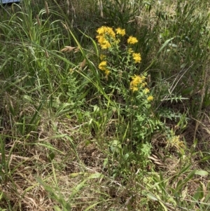 Hypericum perforatum at Turner, ACT - 17 Oct 2023