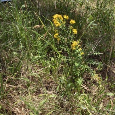 Hypericum perforatum (St John's Wort) at Turner, ACT - 17 Oct 2023 by JohnGiacon