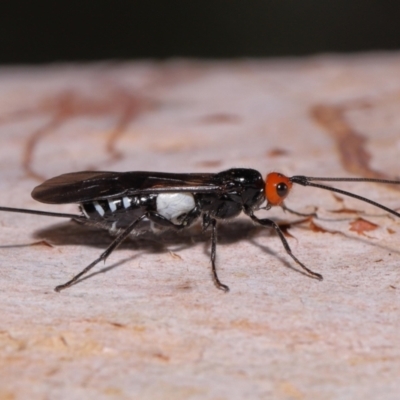 Unidentified Parasitic wasp (numerous families) at Ormiston, QLD - 17 Oct 2023 by TimL