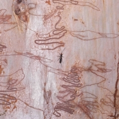 Unverified at suppressed - suppressed