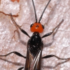 Unidentified Parasitic wasp (numerous families) at Ormiston, QLD - 17 Oct 2023 by TimL