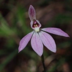 Caladenia carnea (Pink Fingers) at Halls Gap, VIC - 16 Oct 2023 by AnneG1