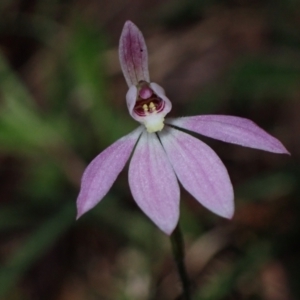 Caladenia carnea at Halls Gap, VIC - suppressed