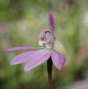 Caladenia carnea at Halls Gap, VIC - suppressed