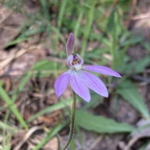 Caladenia carnea at Halls Gap, VIC - 17 Oct 2023