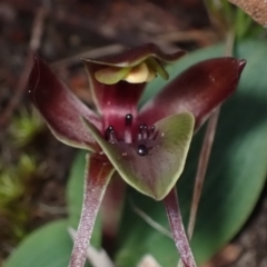 Chiloglottis valida (Large Bird Orchid) at Halls Gap, VIC - 16 Oct 2023 by AnneG1