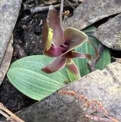 Chiloglottis valida at Halls Gap, VIC - suppressed