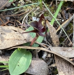 Chiloglottis valida at Halls Gap, VIC - suppressed