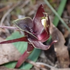 Chiloglottis valida at Halls Gap, VIC - suppressed