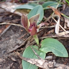 Chiloglottis valida at Halls Gap, VIC - suppressed
