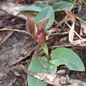 Chiloglottis valida at Halls Gap, VIC - suppressed