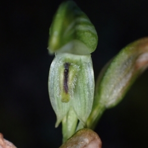 Pterostylis macilenta at Halls Gap, VIC - 17 Oct 2023