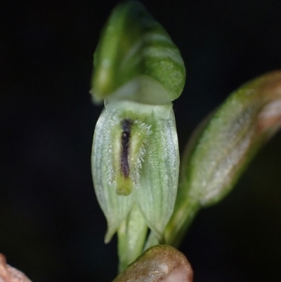Pterostylis macilenta at Halls Gap, VIC - 17 Oct 2023 by AnneG1