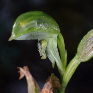 Pterostylis macilenta at Halls Gap, VIC - 17 Oct 2023