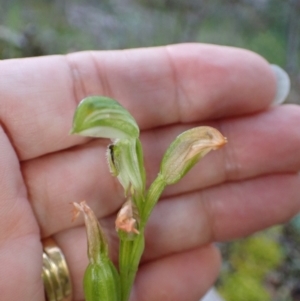 Pterostylis macilenta at Halls Gap, VIC - 17 Oct 2023