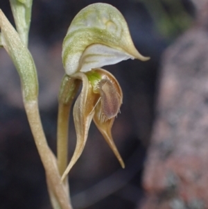 Oligochaetochilus aciculiformis at Halls Gap, VIC - 17 Oct 2023