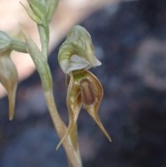 Oligochaetochilus aciculiformis at Halls Gap, VIC - 17 Oct 2023