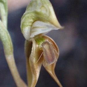 Oligochaetochilus aciculiformis at Halls Gap, VIC - suppressed