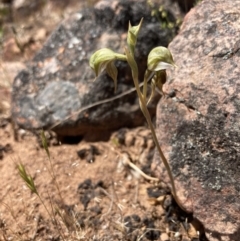 Oligochaetochilus aciculiformis at Halls Gap, VIC - suppressed