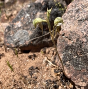 Oligochaetochilus aciculiformis at Halls Gap, VIC - 17 Oct 2023