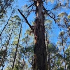 Eucalyptus regnans (Mountain Ash or Swamp Gum (Tas)) at Ada, VIC - 17 Oct 2023 by Steve818