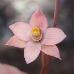 Thelymitra rubra (Salmon Sun Orchid) at Halls Gap, VIC - 17 Oct 2023 by AnneG1