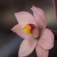 Thelymitra rubra at Halls Gap, VIC - suppressed