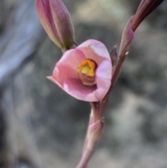 Thelymitra rubra at Halls Gap, VIC - suppressed