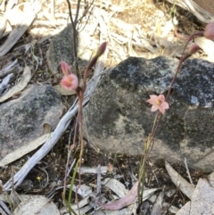 Thelymitra rubra at Halls Gap, VIC - suppressed