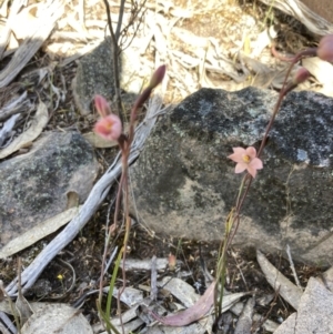 Thelymitra rubra at Halls Gap, VIC - 17 Oct 2023