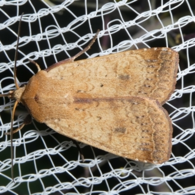 Diarsia intermixta (Chevron Cutworm, Orange Peel Moth.) at QPRC LGA - 17 Oct 2023 by arjay