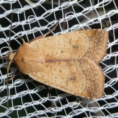 Diarsia intermixta (Chevron Cutworm, Orange Peel Moth.) at Mongarlowe River - 17 Oct 2023 by arjay