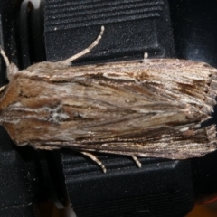 Persectania ewingii (Southern Armyworm) at Charleys Forest, NSW - 17 Oct 2023 by arjay