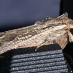 Persectania ewingii at Charleys Forest, NSW - suppressed