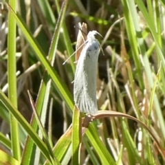 Zacorus carus (Wingia group moth) at QPRC LGA - 17 Oct 2023 by arjay