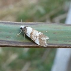 Halone sejuncta (Variable Halone) at Charleys Forest, NSW - 17 Oct 2023 by arjay