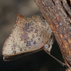 Paralucia aurifera (Bright Copper) at Charleys Forest, NSW - 16 Oct 2023 by arjay