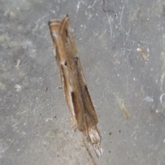 Eutorna tricasis (A Depressariid moth) at QPRC LGA - 15 Oct 2023 by arjay