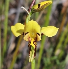 Diuris sulphurea (Tiger Orchid) at Hawker, ACT - 14 Oct 2023 by sangio7