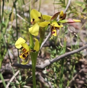 Diuris sulphurea at Hawker, ACT - suppressed