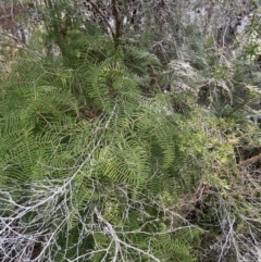 Gleichenia dicarpa (Wiry Coral Fern) at Jervis Bay National Park - 3 Oct 2023 by Tapirlord